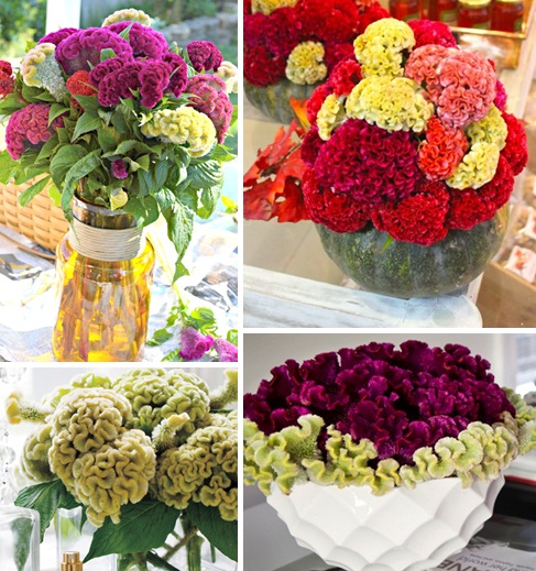 Add a touch of romance by growing Cockscomb
