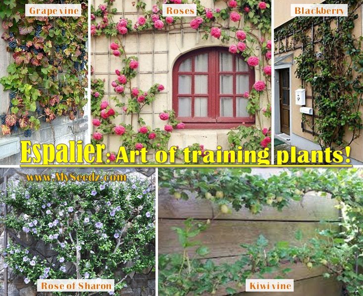 Espalier srt of training plants Espalier Art of training plants