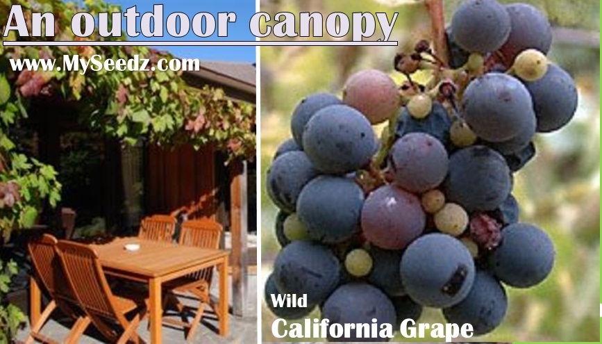 Outdoor canopy made out of perennial vine