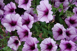 Petunias